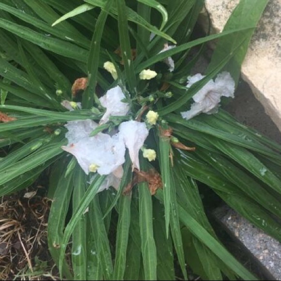 Bundle of 4 - random color - Dwarf Mexican Petunia live plants. - Picture 4 of 7